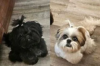 Piękne pieski SHIH TZU, Łódzkie, Krośniewice