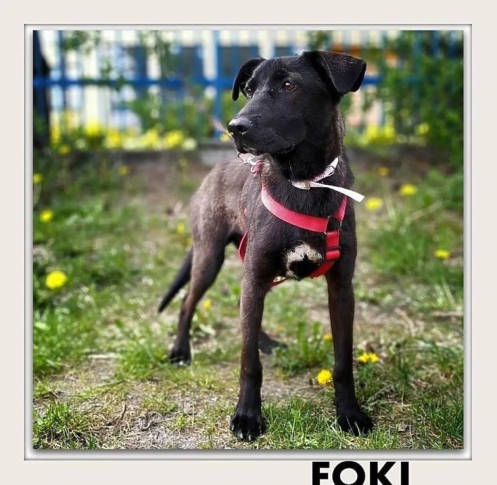 FOKI młodziak, Śląskie, Katowice