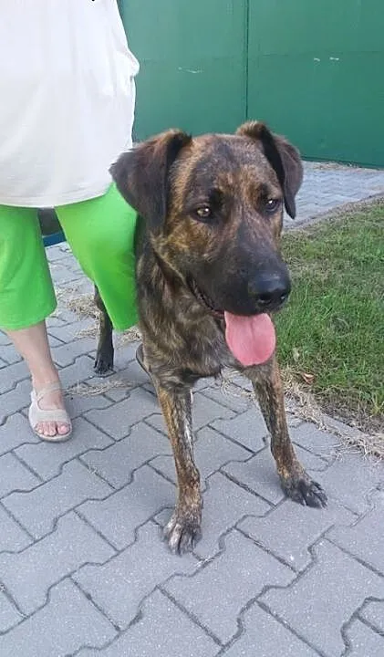 Młody, piękny pies jedzie do schroniska-mordowni p