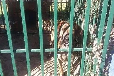 Młody, piękny pies jedzie do schroniska-mordowni p