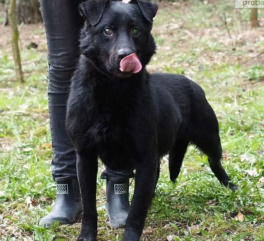 Przemiły łagodny piesek bardzo potrzebuje domku adoptuj go, , Wrocław