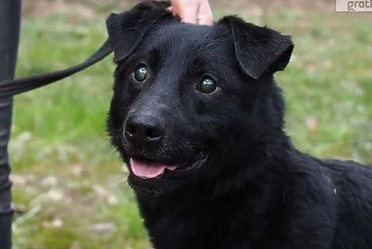 Przemiły łagodny piesek bardzo potrzebuje domku adoptuj go, , Wrocław