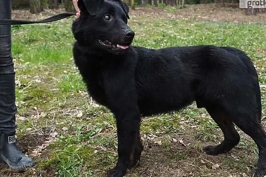 Przemiły łagodny piesek bardzo potrzebuje domku adoptuj go, , Wrocław