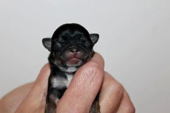 Chihuahua suczka ZKwP FCI! Prawdziwy rodowód