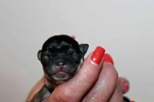 Chihuahua suczka ZKwP FCI! Prawdziwy rodowód, Zachodniopomorskie, Świnoujście