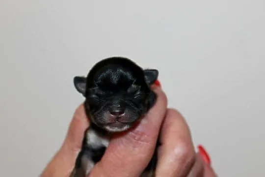 Chihuahua suczka ZKwP FCI! Prawdziwy rodowód, Zachodniopomorskie, Świnoujście