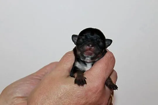 Chihuahua suczka ZKwP FCI! Prawdziwy rodowód, Zachodniopomorskie, Świnoujście