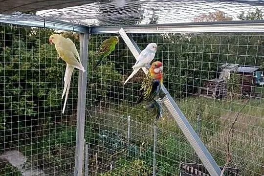 Rozella białolica, Lubuskie, Sulechów