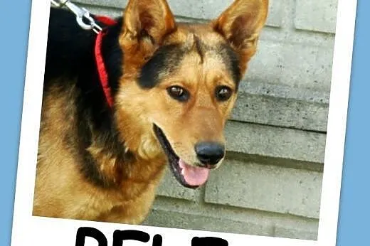 Spokojny,przyjazny,łagodny 2 letni pies PELE,w typie owczarka.Adopcja.,  dolnośląskie Wrocław