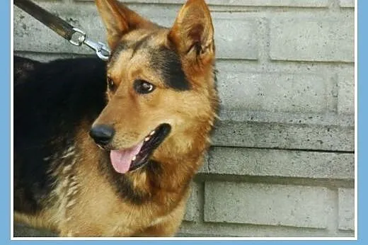 Spokojny,przyjazny,łagodny 2 letni pies PELE,w typ