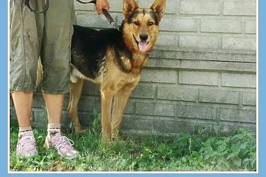 Spokojny,przyjazny,łagodny 2 letni pies PELE,w typ