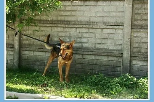 Spokojny,przyjazny,łagodny 2 letni pies PELE,w typ