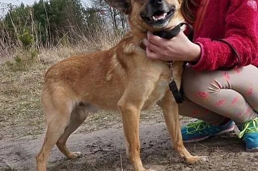 Młody i słodki Wedel do adopcji,  mazowieckie Warszawa