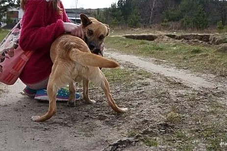 Młody i słodki Wedel do adopcji,  mazowieckie Wars