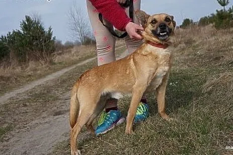 Młody i słodki Wedel do adopcji,  mazowieckie Wars