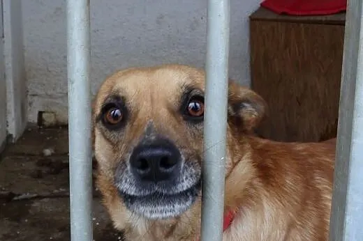 Młody i słodki Wedel do adopcji,  mazowieckie Wars