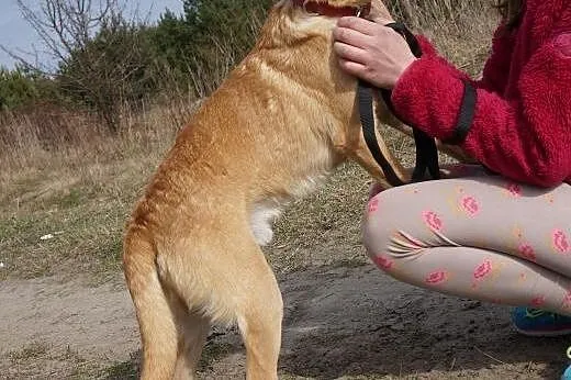 Młody i słodki Wedel do adopcji,  mazowieckie Wars