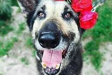 Mona- schronisko stało się domem, łagodna suczka do adopcji!
