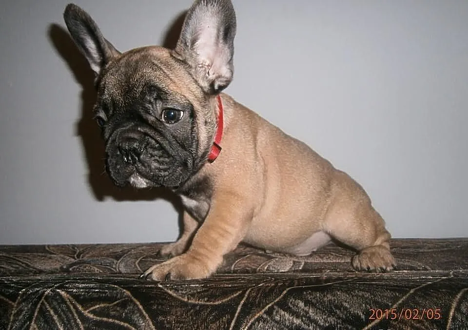 Buldog,Buldogi Francuskie SZCZENIĘTA FCI