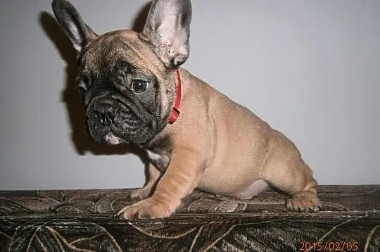 Buldog,Buldogi Francuskie SZCZENIĘTA FCI