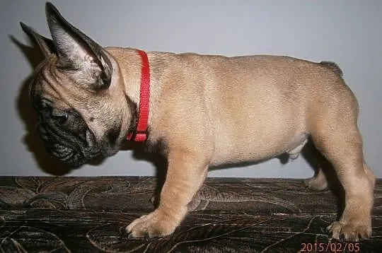 Buldog,Buldogi Francuskie SZCZENIĘTA FCI