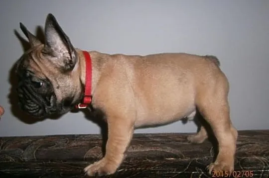 Buldog,Buldogi Francuskie SZCZENIĘTA FCI