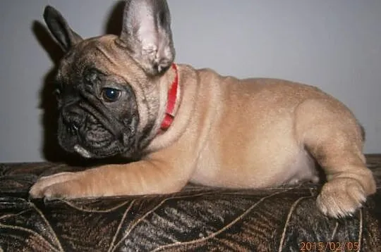 Buldog,Buldogi Francuskie SZCZENIĘTA FCI