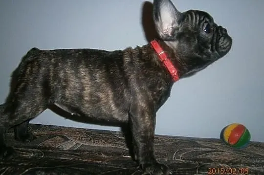 Buldog,Buldogi Francuskie SZCZENIĘTA FCI