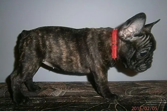 Buldog,Buldogi Francuskie SZCZENIĘTA FCI