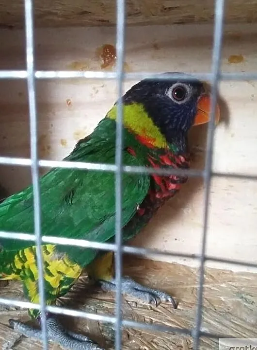 Lorysy wielobarwne para. (trichoglossus haematodus haematodus) ., , Pruchna