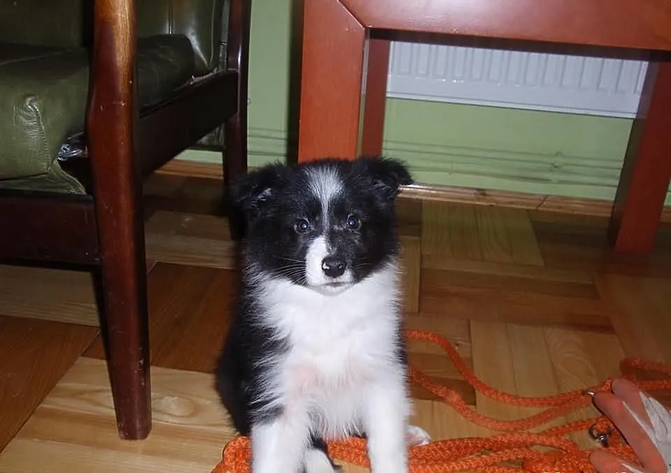 Border Collie - szczeniaki