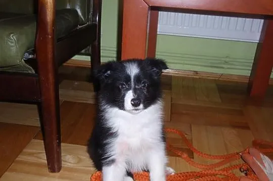Border Collie - szczeniaki