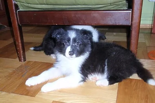 Border Collie - szczeniaki