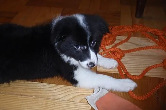 Border Collie - szczeniaki