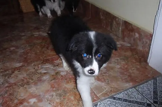 Border Collie - szczeniaki
