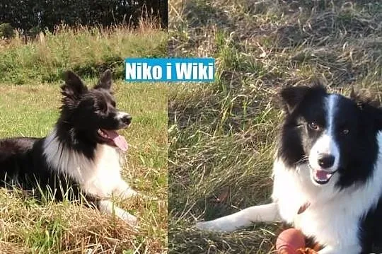 Border Collie - szczeniaki