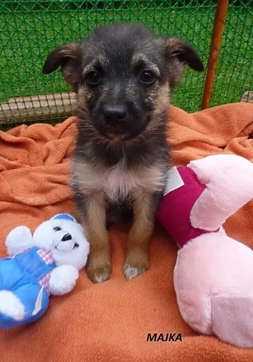 Radosny szczeniak Majka do adopcji, dolnośląskie
