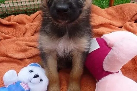 Radosny szczeniak Majka do adopcji,  dolnośląskie 