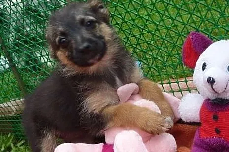 Radosny szczeniak Majka do adopcji,  dolnośląskie 