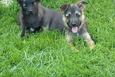 Radosny szczeniak Majka do adopcji,  dolnośląskie 