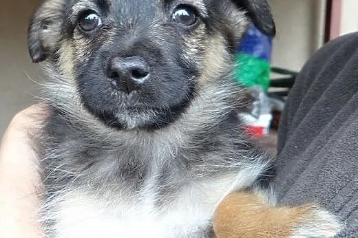 Radosny szczeniak Majka do adopcji,  dolnośląskie 