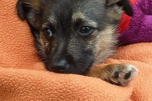 Radosny szczeniak Majka do adopcji,  dolnośląskie 