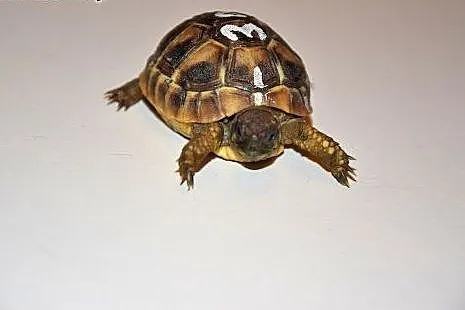 Żółwie greckie (Testudo hermanni ) Młode / Lipiec 