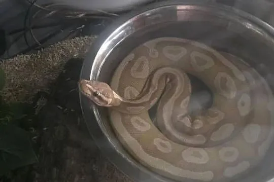 Pyton królewski phyton regius samiec, Małopolskie, Kraków
