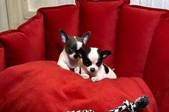 Chihuahua pieski