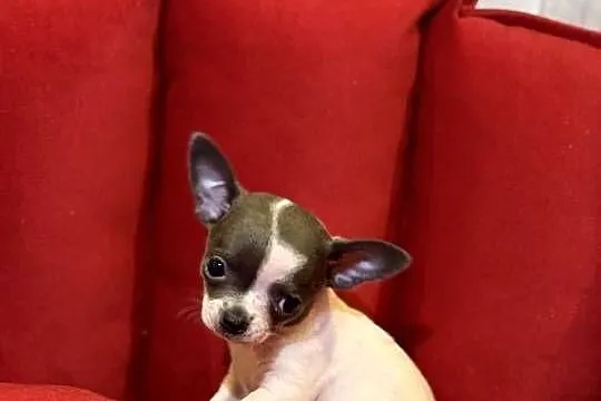 Chihuahua pieski, Łódzkie, Zduńska Wola