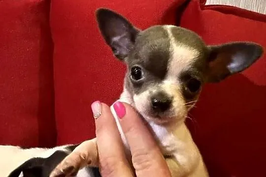 Chihuahua pieski, Łódzkie, Zduńska Wola