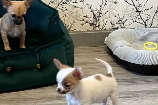 Chihuahua pieski, Łódzkie, Zduńska Wola