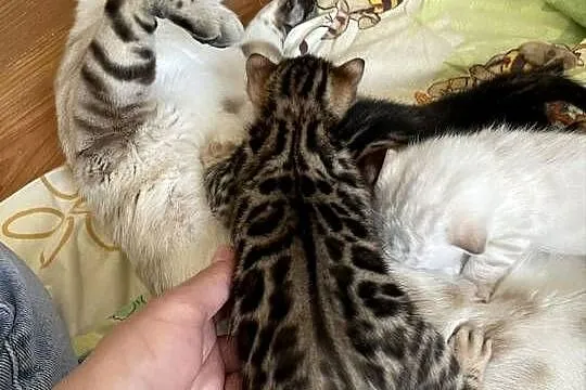 Kocięta bengalskie śnieżne, Śląskie, Lubliniec