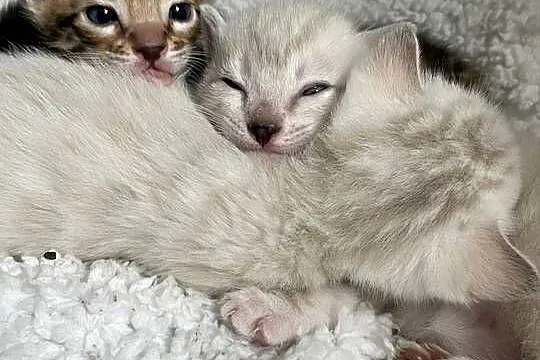 Kocięta bengalskie śnieżne, Śląskie, Lubliniec